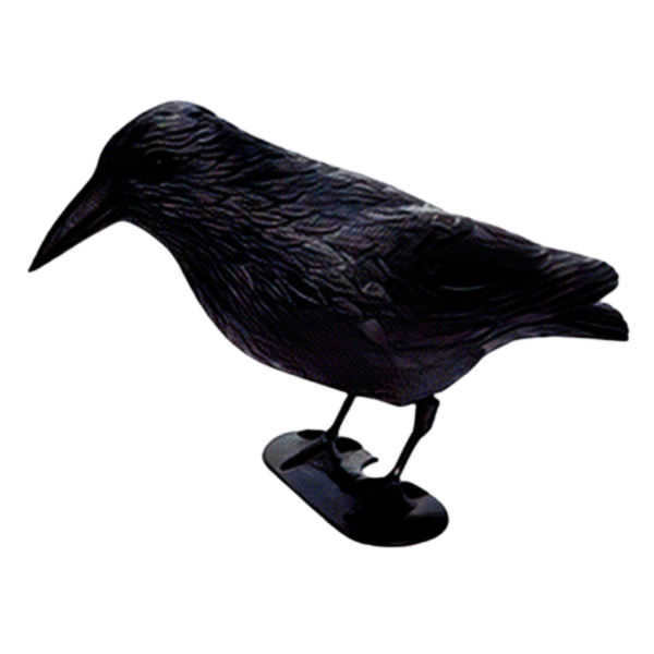 Black Crow Prop