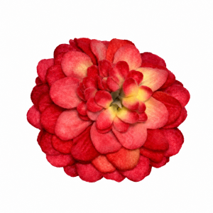 Felt Flowers 3